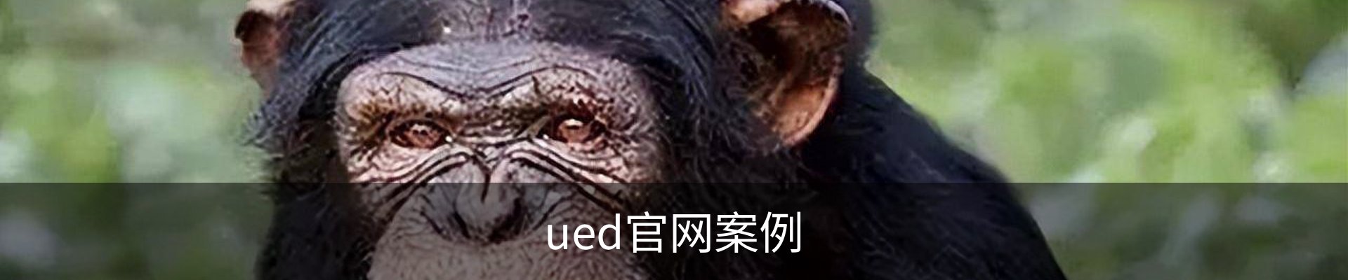 ued官网案例